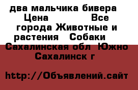 два мальчика бивера › Цена ­ 19 000 - Все города Животные и растения » Собаки   . Сахалинская обл.,Южно-Сахалинск г.